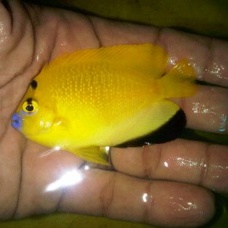 ornamental fish