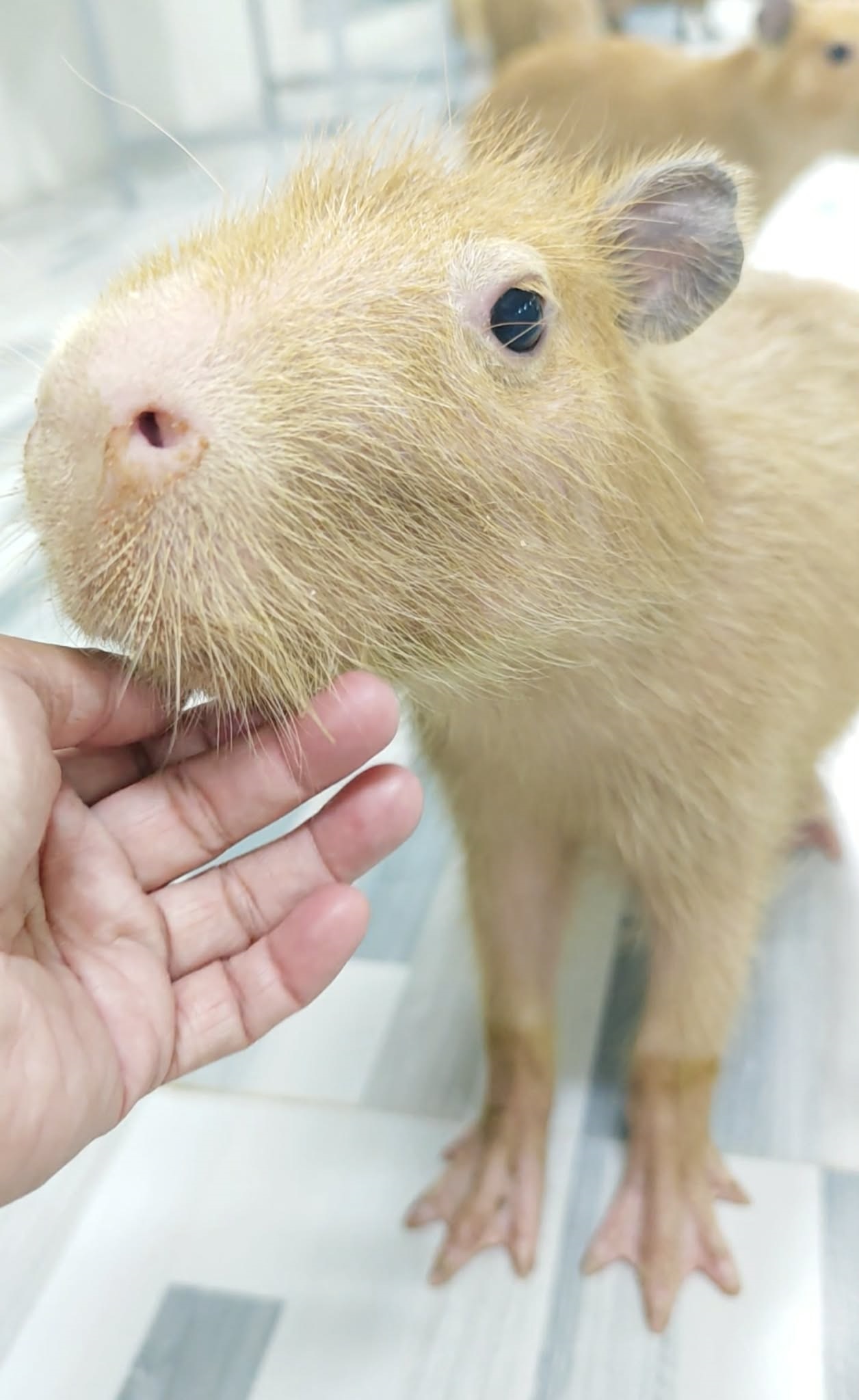 CB Capybaras